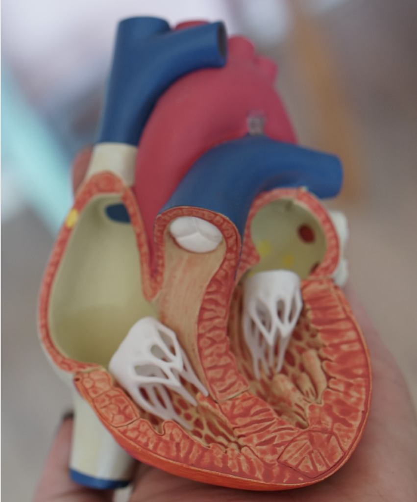 Arterien Herz